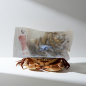 Preview: Crab 1Kg