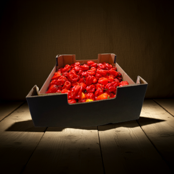 Chili-Pepper Carton 4kg
