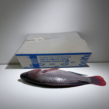 Schwarzer Tilapia, 4kg