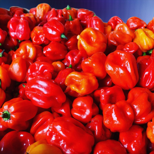 Chili-Pepper Carton 4kg